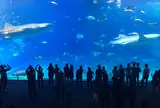 沖縄美ら海水族館