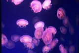 新江ノ島水族館
