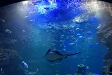 京都水族館