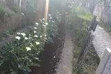 お鷹の道