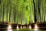 竹林の小径