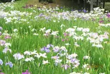 小石川後楽園