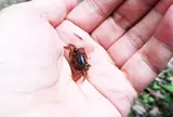 大正池の川にはサワガニがいますよ😊