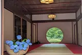 明月院（あじさい寺）