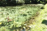 モネの池