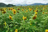 (土佐市出間ひまわり畑)※期間限定