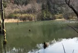 大正池