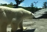 旭川市旭山動物園
