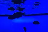 鳥羽水族館