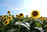 観光農園花ひろば