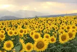 明野のひまわり畑