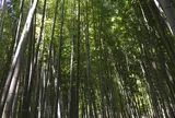 報国寺（竹寺）