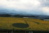 明野のひまわり畑