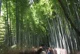 竹林の小径