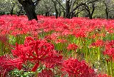 9月　郷土の森公園　ヒガンバナ