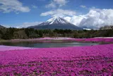 富士芝桜まつり