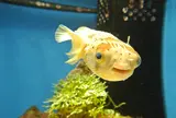 沼津港深海水族館