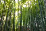 報国寺（竹寺）