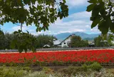 ファーム富田