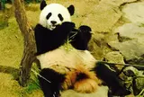 アドベンチャーワールド