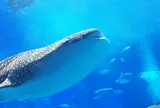 沖縄美ら海水族館