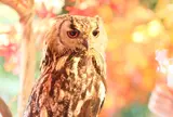 嚴島フクロウの森・嚴島ひょう猫の森