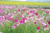 観光農園花ひろば