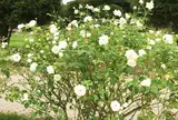 花フェスタ記念公園