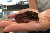 爬虫類カフェ ROCK STAR