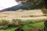 仙石原湿原植物群落