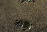 夢京橋キャッスルロード