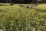 国営昭和記念公園 みんなの原っぱ