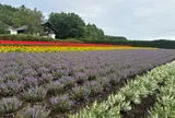 中富良野 ファーム冨田