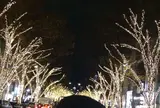 表参道　ケヤキ並木