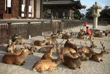 奈良公園