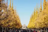明治神宮外苑いちょう並木