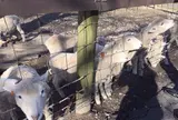 伊香保グリーン牧場