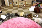 Cat Cafe ねころび