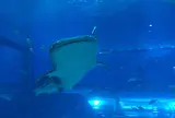 沖縄美ら海水族館