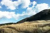 仙石原湿原植物群落