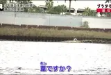 葦