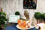 ふくろうカフェ池袋 あうるぱーく （owlcafe）