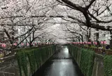 目黒川