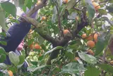 国見台みかん園