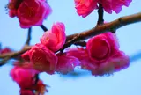梅林寺