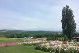 ケンとメリーの木