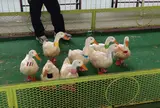 ラクテンチ