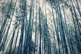 嵯峨野 竹林の道