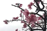 八重岳桜の森公園