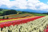 四季彩の丘